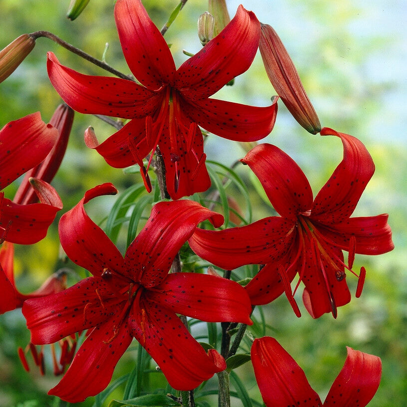 Asiatlilje-Lilium Red Velvet 2-pak NYHET